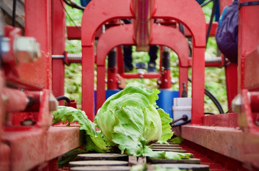 Robot solution for automating the lettuce harvest / Robots as helpers in the lettuce harvest